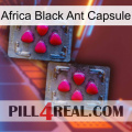 Africa Black Ant Capsule 14